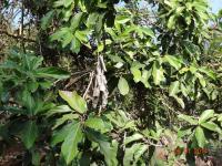 Photo by Opino Gomango